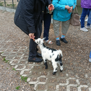 Wycieczka do Alpakarni